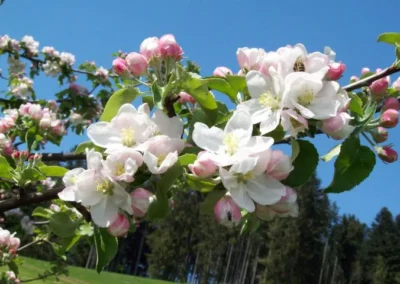 Apfelblüte - Bauernhof Wiedemann