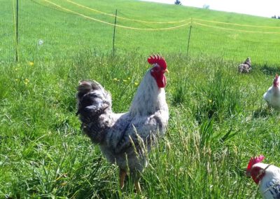 Hansi - Bauernhof Wiedemann