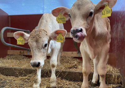 Kälbchen - Bauernhof Wiedemann