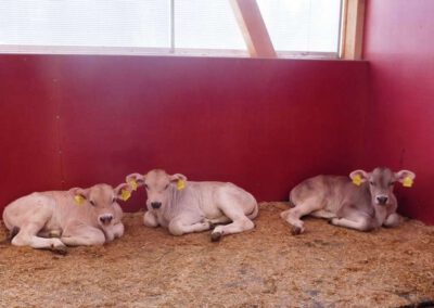 Kälbchen - Bauernhof Wiedemann