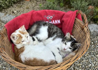 Katzenglück - Bauernhof Wiedemann