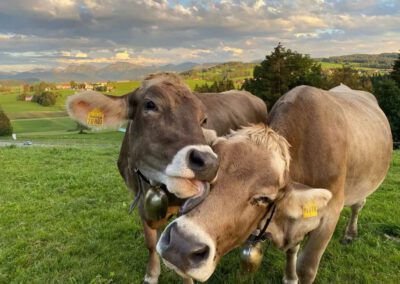 Kuhliebe - Bauernhof Wiedemann