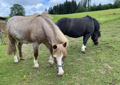 Ponys - Bauernhof Wiedemann