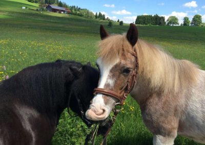 Ponys - Bauernhof Wiedemann
