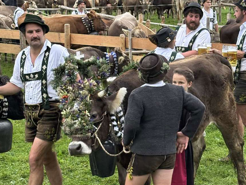 Viehscheid Oberstaufen