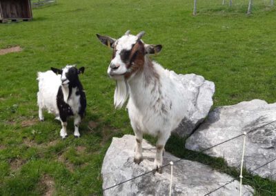 Ziegen - Bauernhof Wiedemann